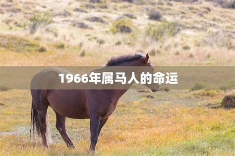 1966 马 五行|1966年属马的是什么命 1966年属马一生运程